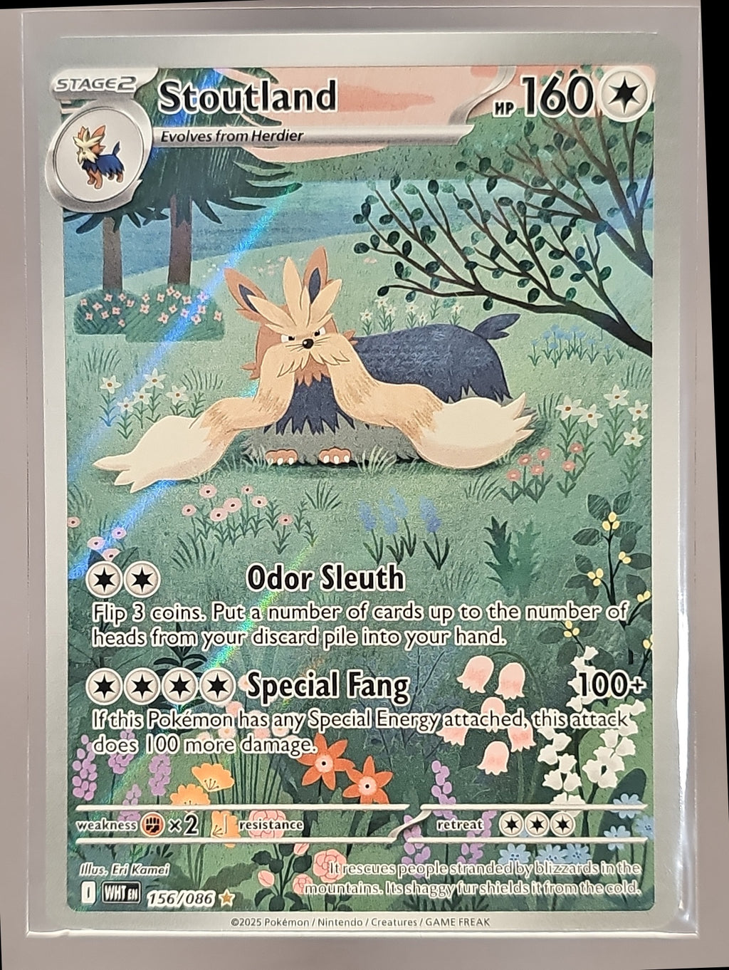 Stoutland front image